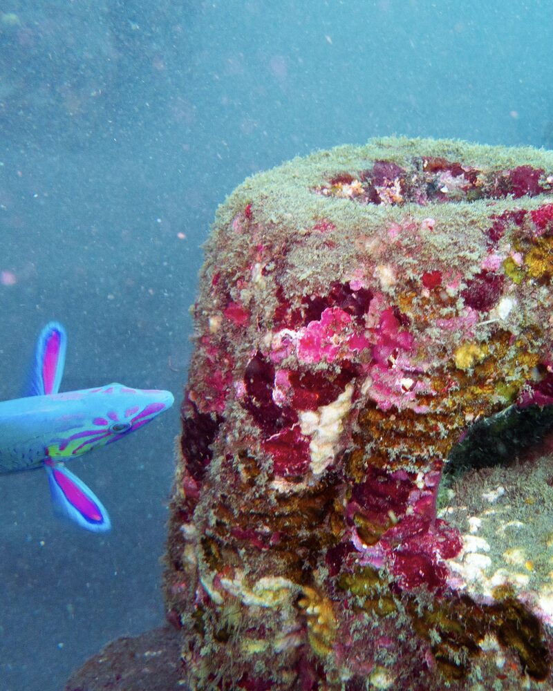 Memorial Reef by Resting Reef