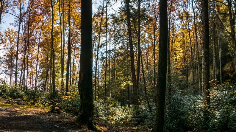 forest for direct funerals