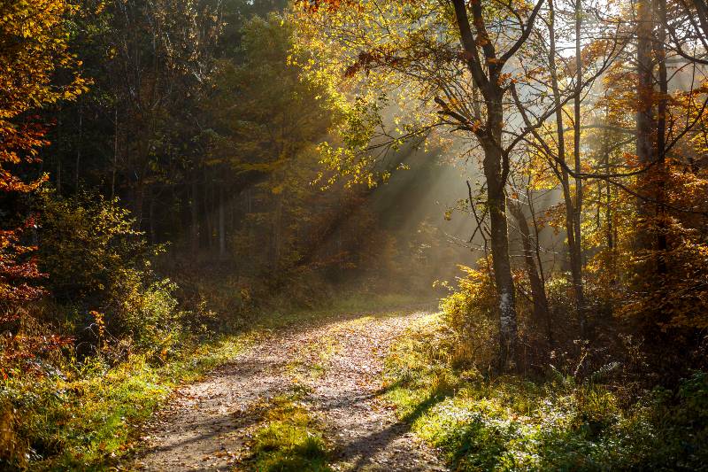 Forest in the sun