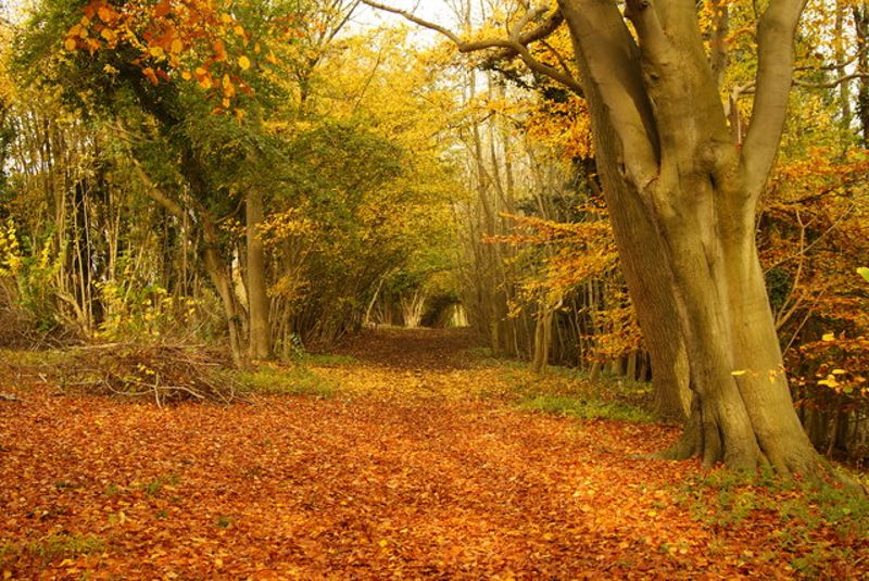 Forest in Surrey