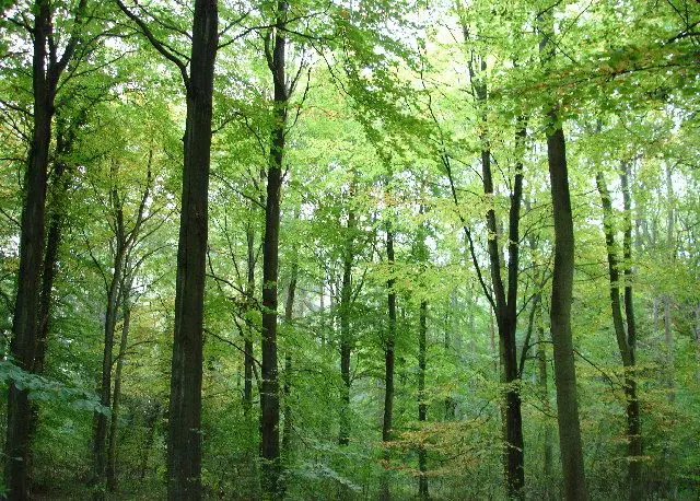 Bedfordshire Woods