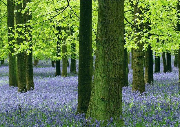 Bluebells in Hertfordshire