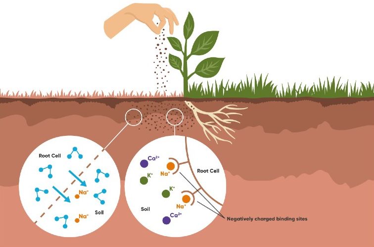 How to bury ashes in soil